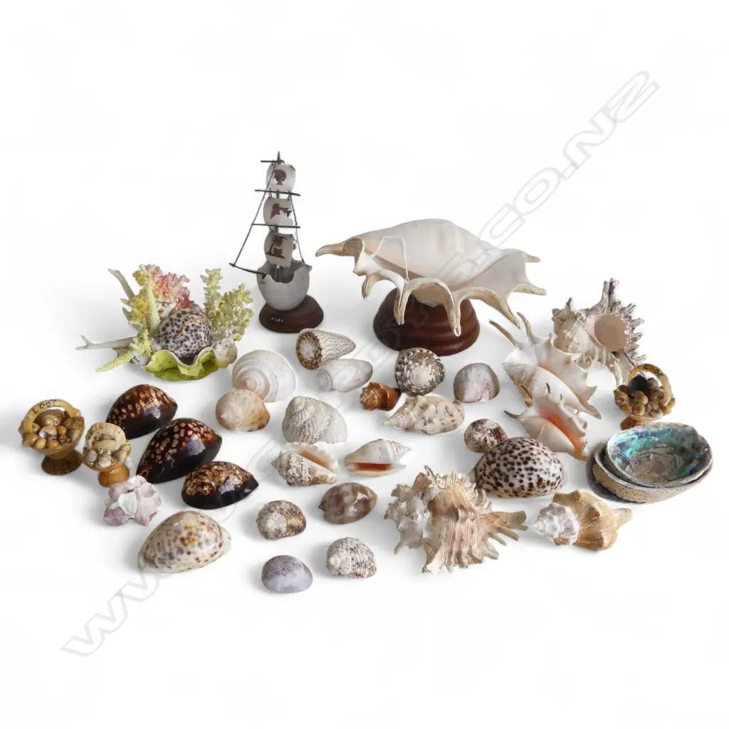 TRAY OF 30 PLUS PACIFIC OCEAN NATURAL WORLD SHELLS & COLLECTABLES Image 1++