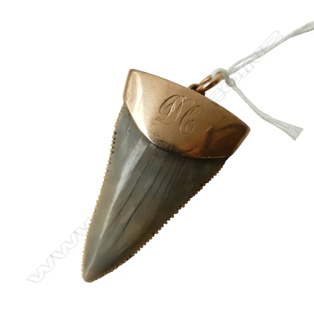 9CT rose GOLD mounted MEGALODON TOOTH PENDANT 50x35mm, 13.8gms Image 1++