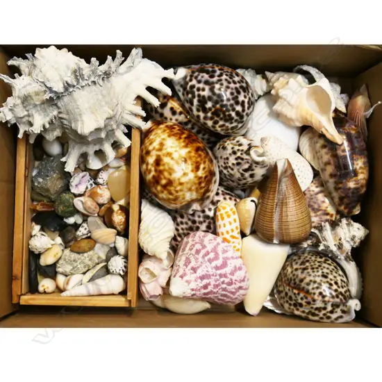 COLLECTION OF SHELLS; CONCH, COWRIE, PAPAL MITRA & wooden box sml shells