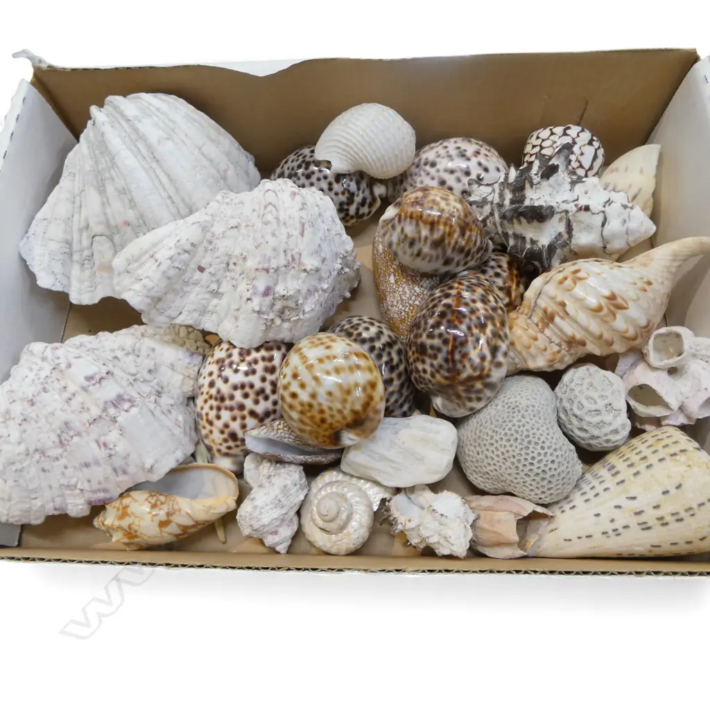 COLLECTION OF SHELLS; CLAM, CONCH, COWRIE, CORAL PCS ETC Image 1++