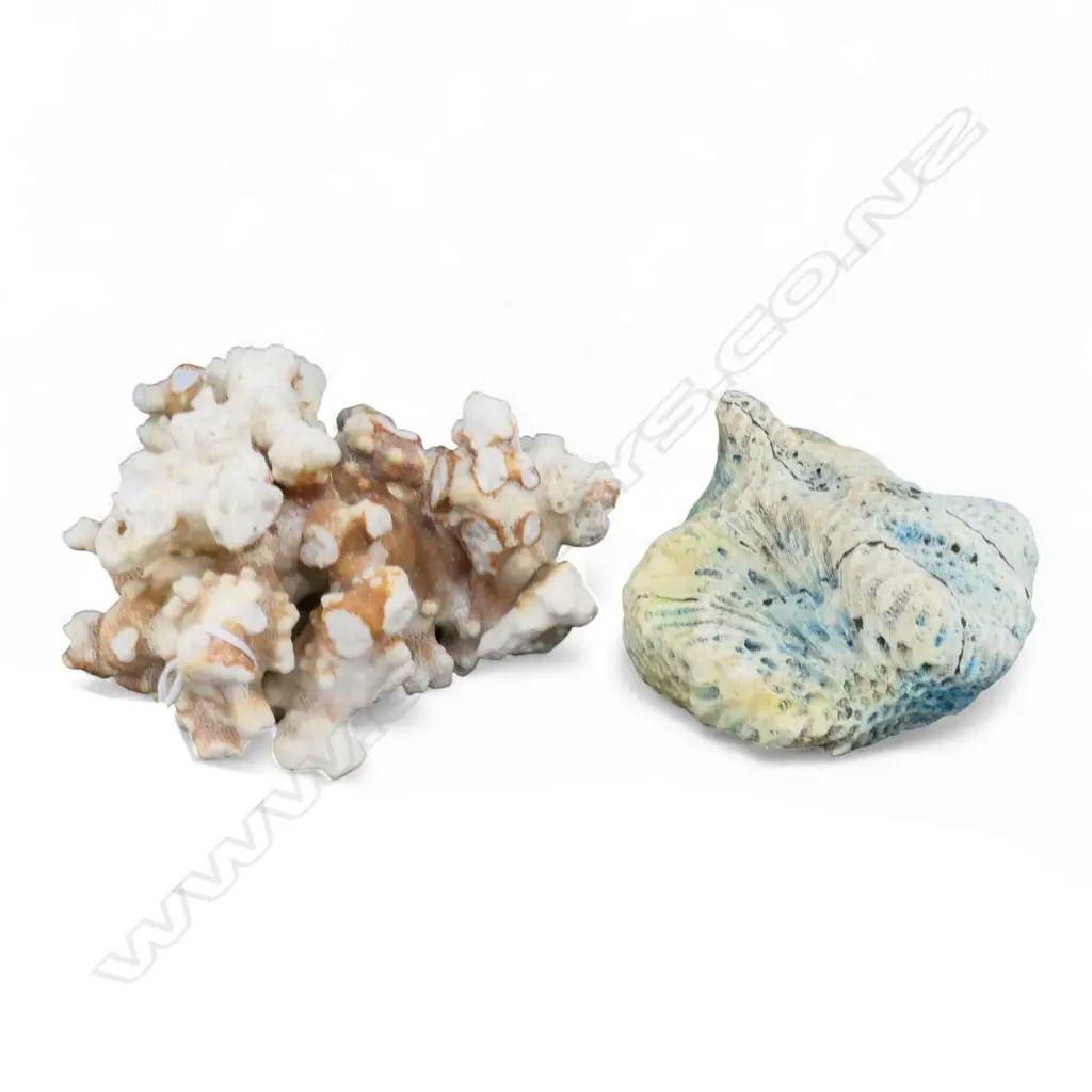 2 PCES CORAL Image 1++