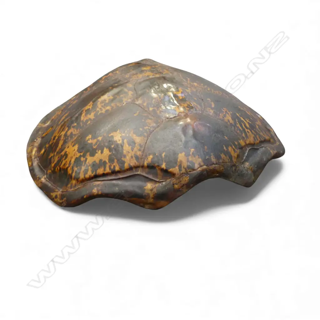 TURTLE SHELL 710x600mm Image 1++