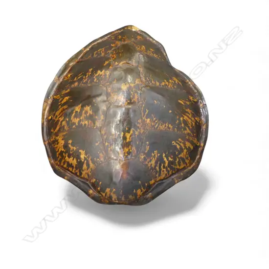 TURTLE SHELL 710x600mm