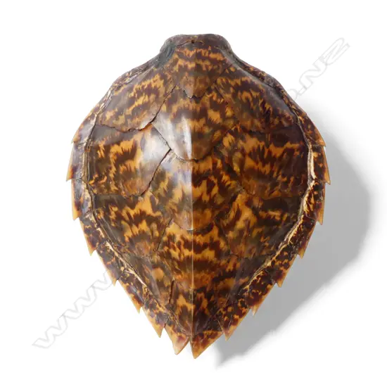 TURTLE SHELL 360x310mm