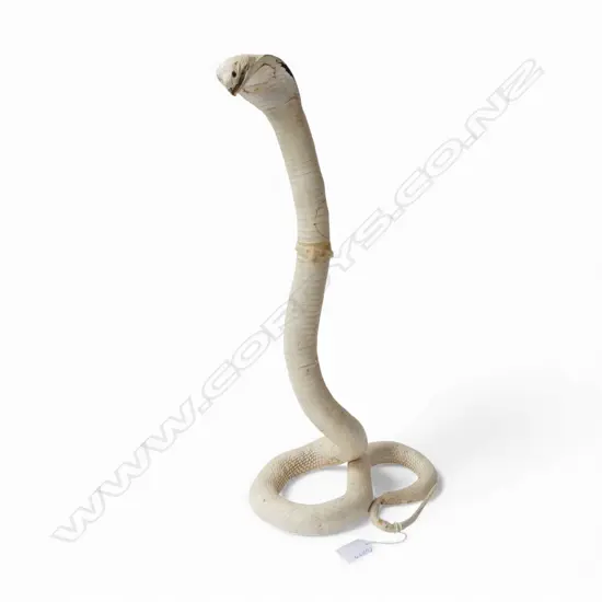 TAXIDERMY WHITE COBRA H.460mm FAULTS