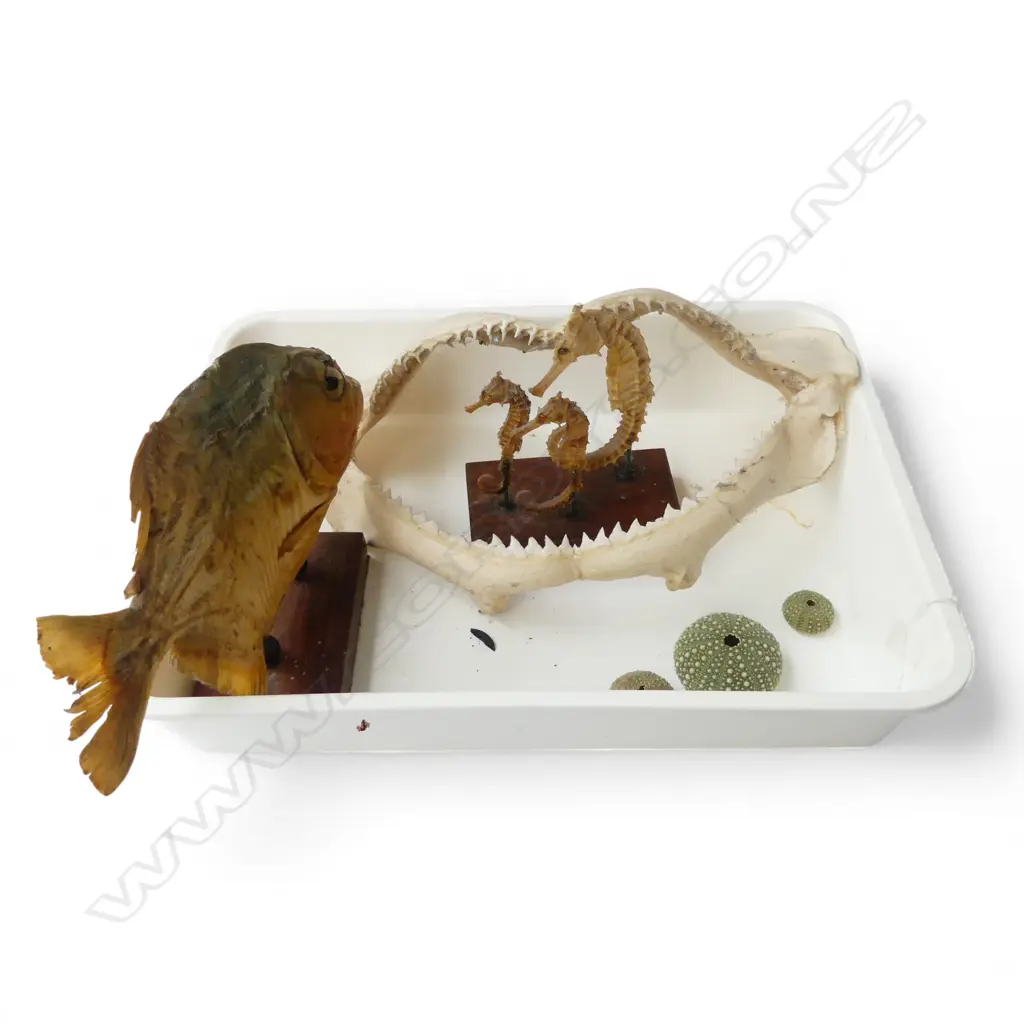 TAXIDERMY PIRANAH, SEAHORSE GROUP, SHARK JAW etc Image 1++