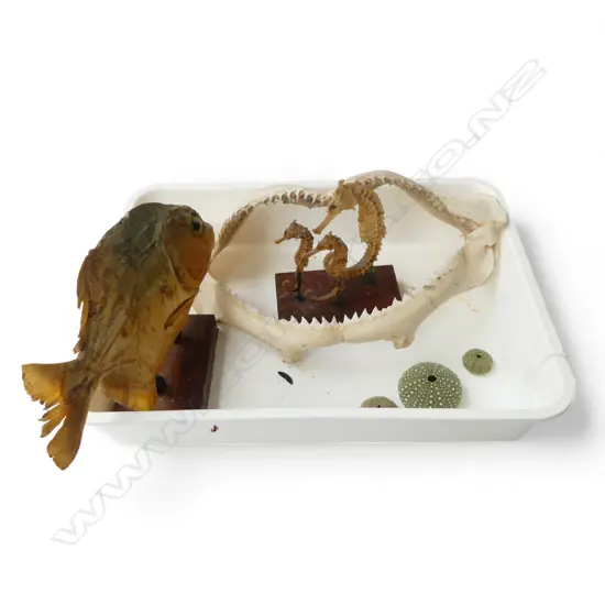 TAXIDERMY PIRANAH, SEAHORSE GROUP, SHARK JAW etc