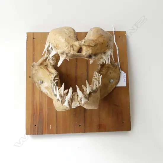 MOUNTED SHARK JAW L.200mm