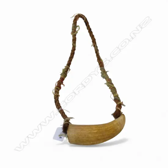 OLD FIJIAN WHALES TOOTH TABUA with plaited sennet cord w wool highlights. Tooth length 150mm.