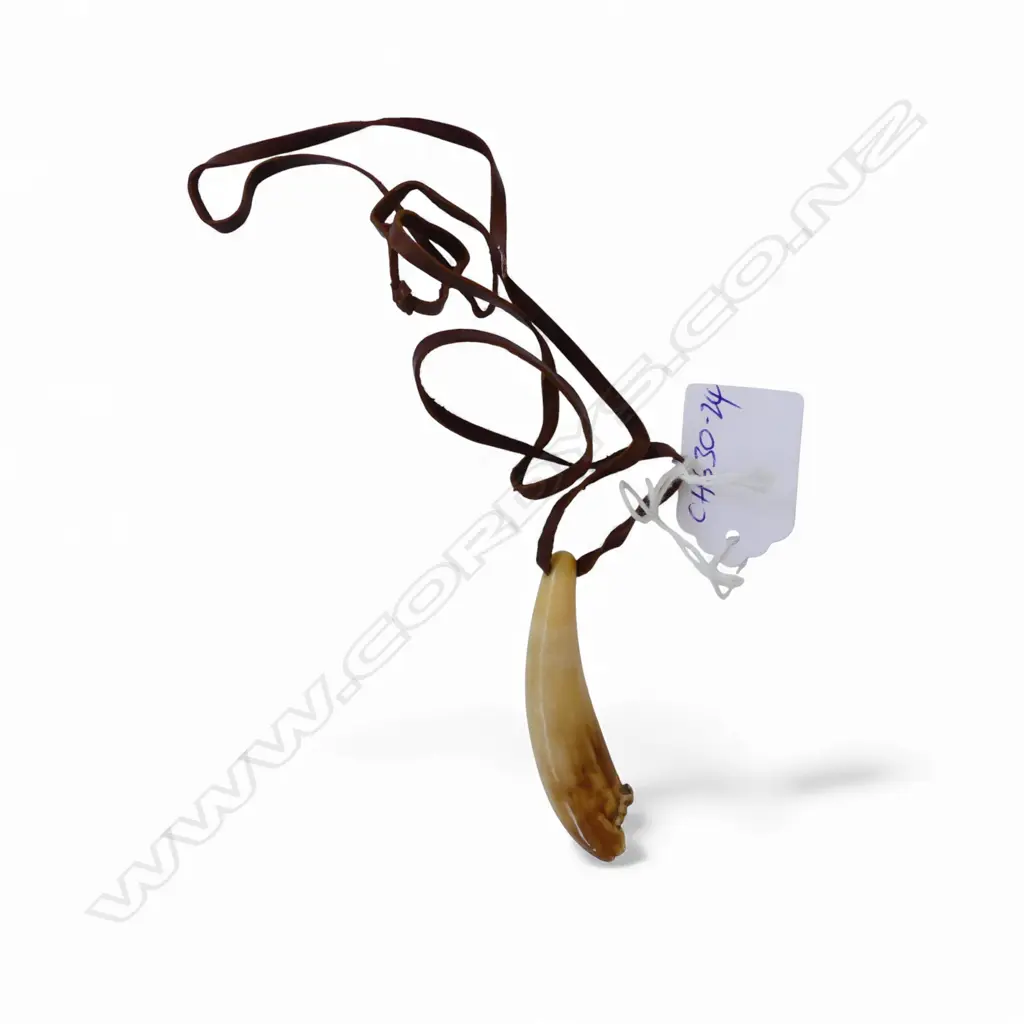 David Tuart small polished whale tooth pendant. Drilled suspension hole and with leather cord. Tooth length 61mm Image 1++