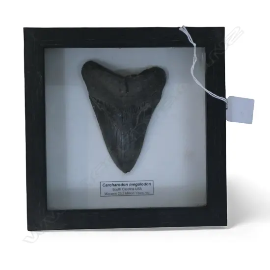 FRAMED MEGALODON TOOTH, described as Miocene 23.3 million years old