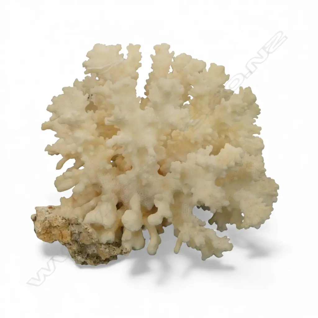 WHITE CORAL PIECE W.155mm Image 1++