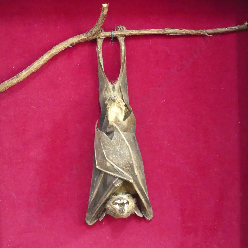 FRAMED TAXIDERMED HANGING BAT  H410 W350MM Image 1++