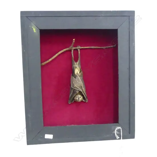 FRAMED TAXIDERMED HANGING BAT  H410 W350MM
