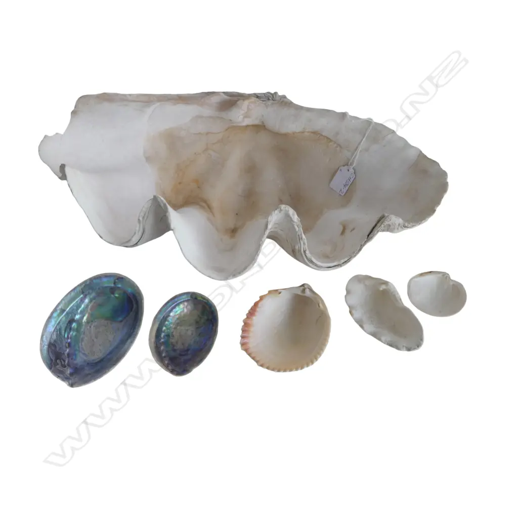 GIANT CLAM SHELL W.465mm CHIP EDGE + OTHER SHELLS Image 1++