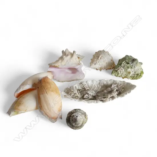 ASST. SHELLS INCL. CONCH & TRITON + CORAL