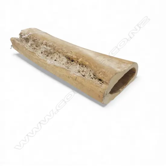 OLD MAMAL BONE JAW SECTION L.330mm. 3.3KG. Ex. the estate of a carver who worked c1960/70