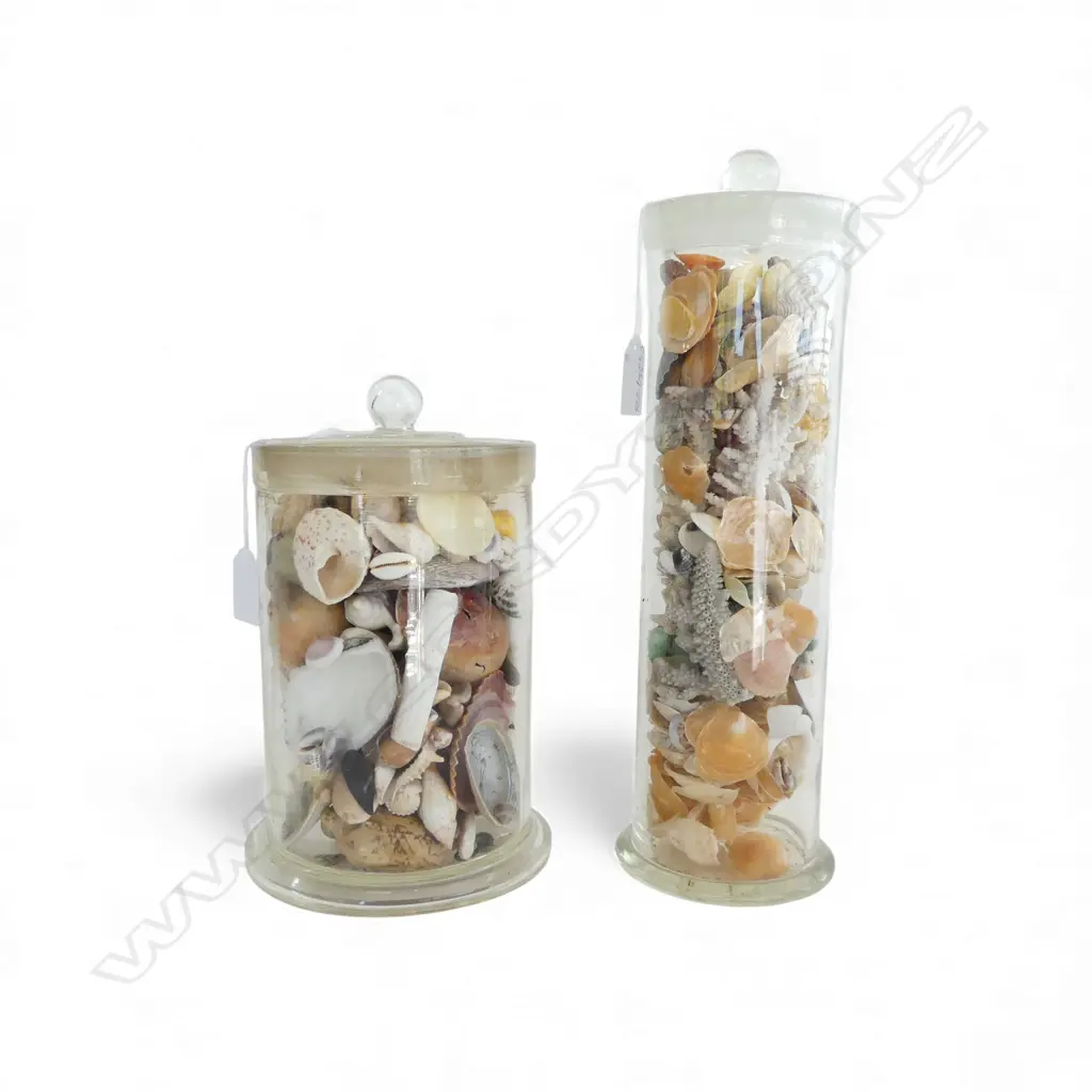 2 LARGE JARS SHELLS Image 1++