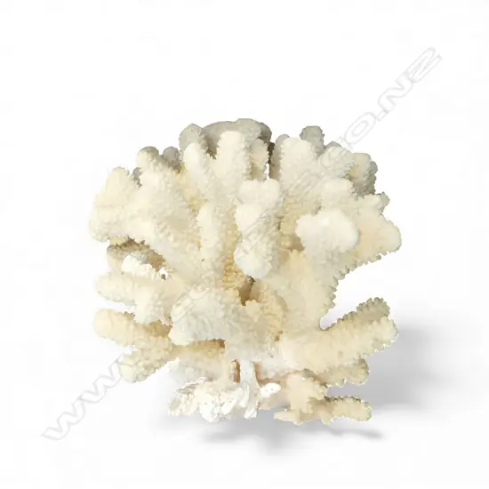 BRANCH CORAL 250x270x210mm