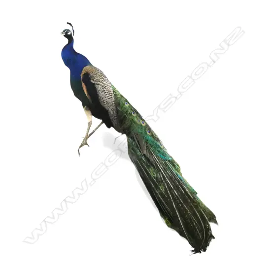 TAXIDERMY PEACOCK