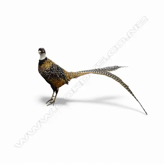 TAXIDERMY REEVES PHEASANT