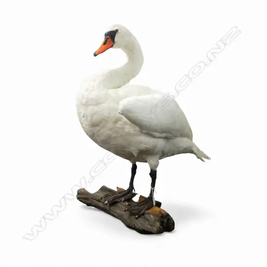 TAXIDERMY WHITE SWAN