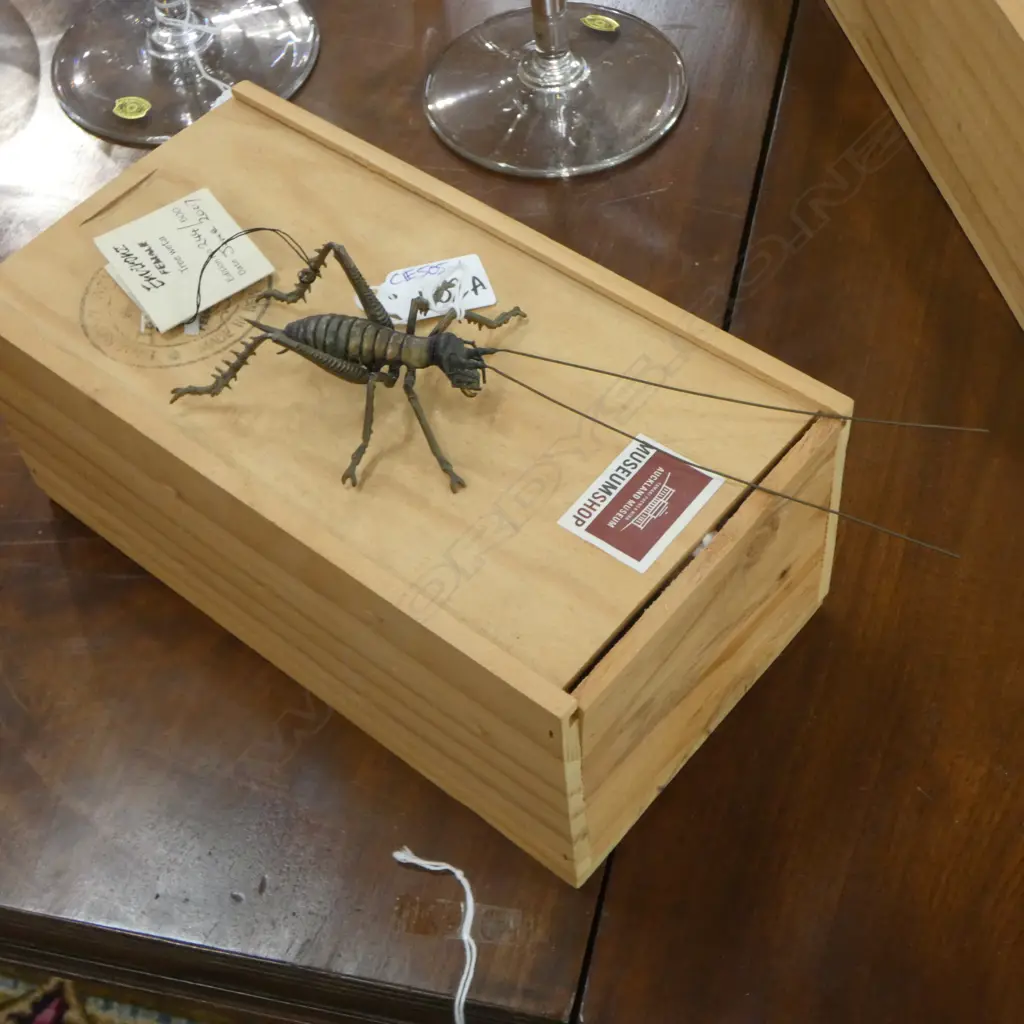 KEN AUTON BRONZE FEMALE TREE WETA Ed. 244/500 L.225mm Image 1++