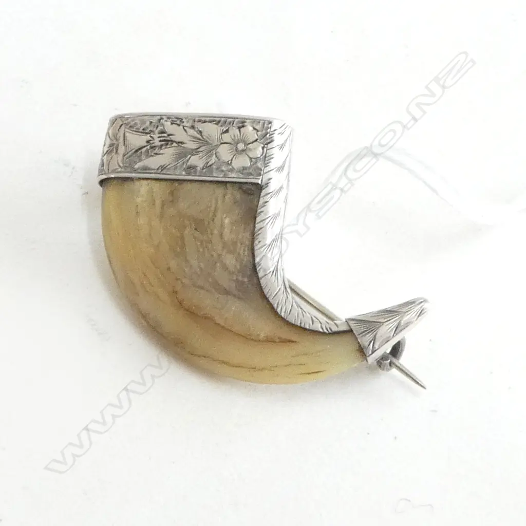 19thC STG SILVER MOUNTED TIGERS CLAW BROOCH Image 1++