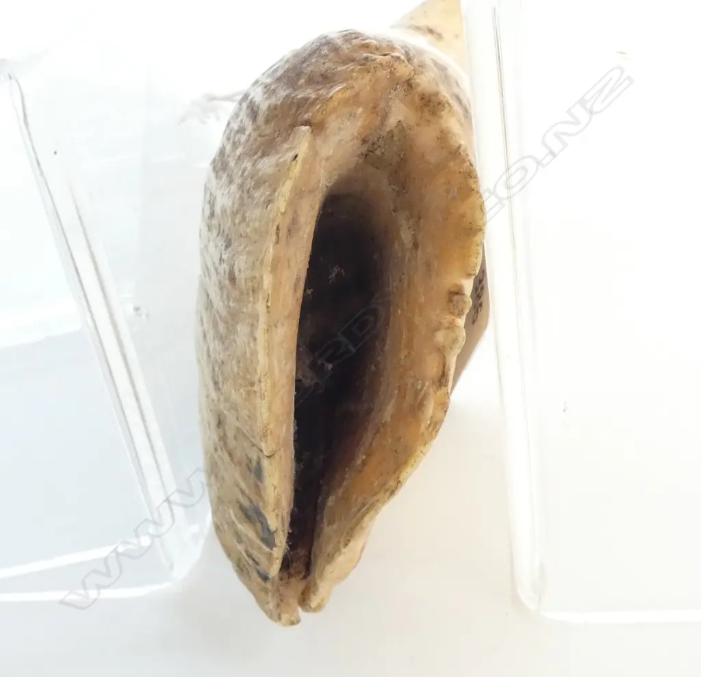 LGE SPERM WHALE TOOTH natural wear to end L.180mm Image 1++