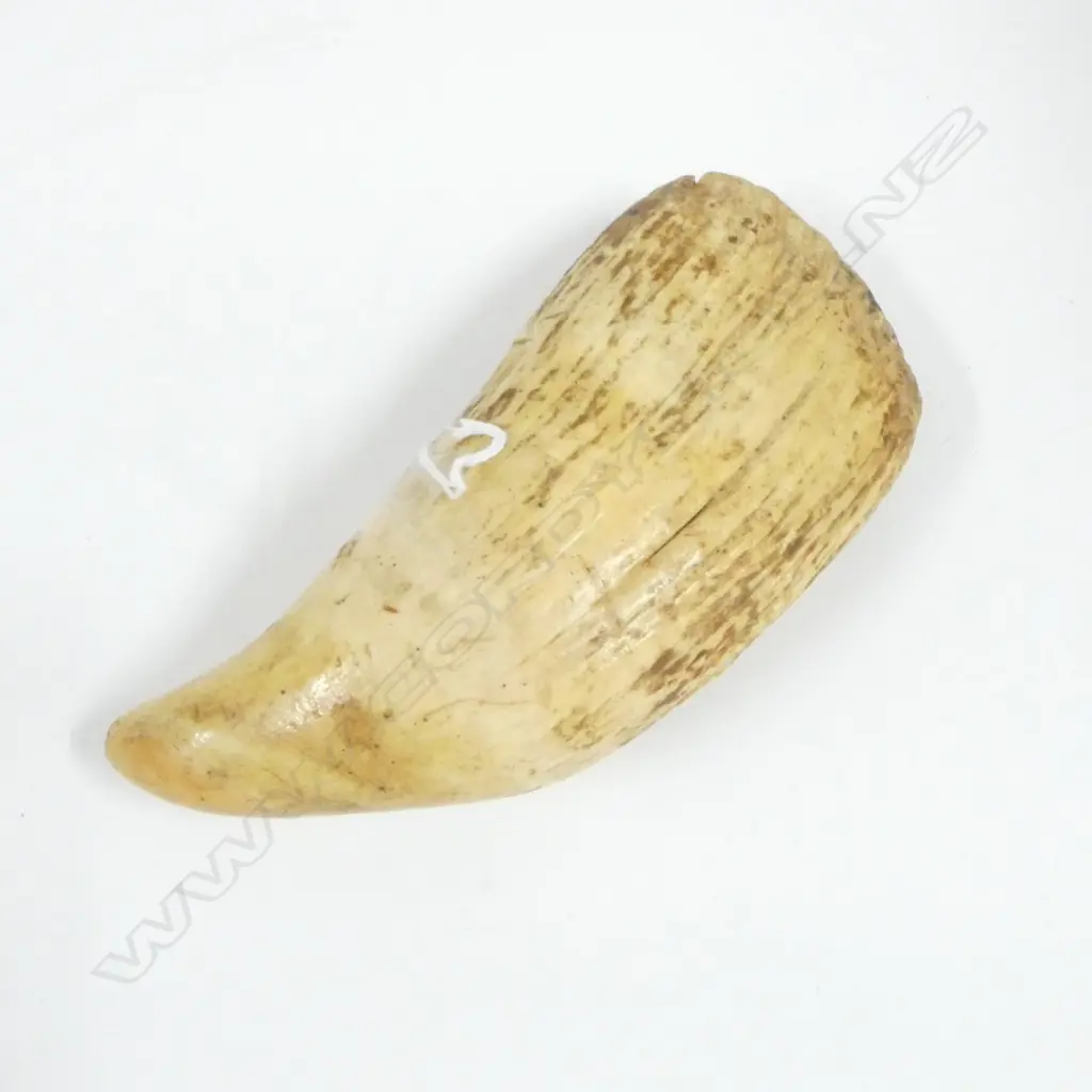 LGE SPERM WHALE TOOTH natural wear to end L.180mm Image 1++