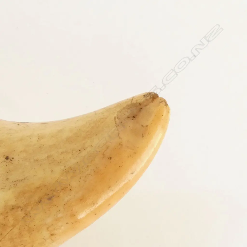 LGE SPERM WHALE TOOTH natural wear to end L.180mm Image 1++