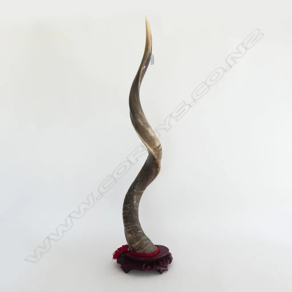 LG TWISTING HORN ON WOODEN STAND H.900mm Image 1++