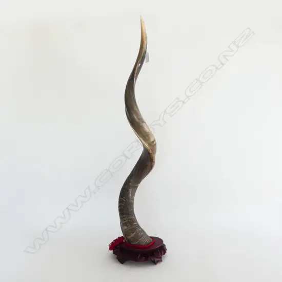 LG TWISTING HORN ON WOODEN STAND H.900mm