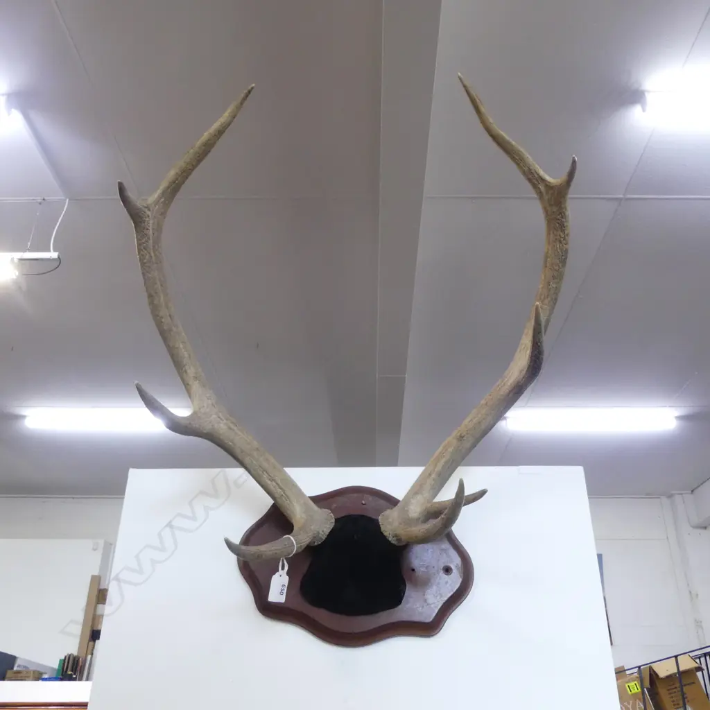9 POINTER ANTLER MOUNT  Image 1++