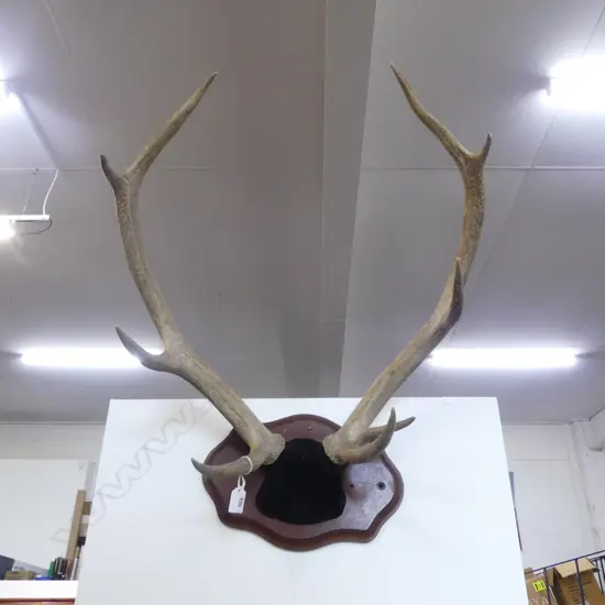 9 POINTER ANTLER MOUNT 