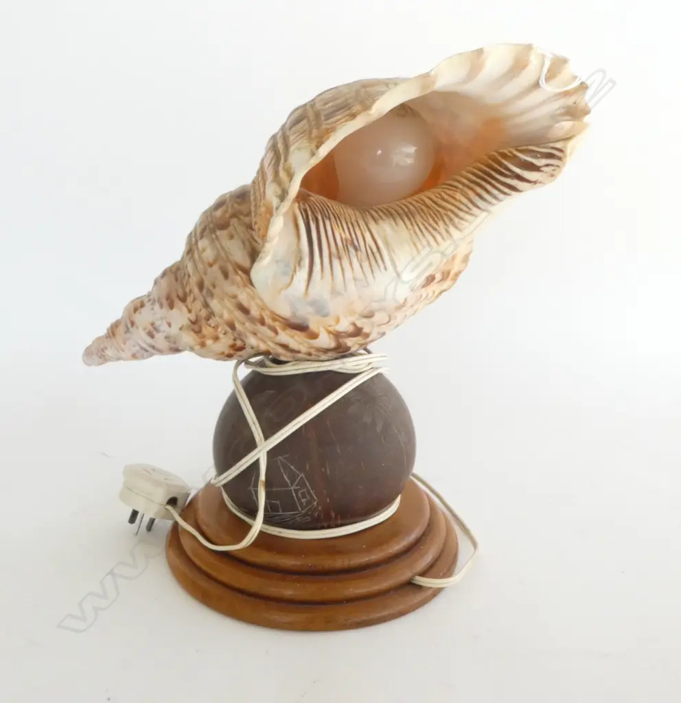 VINTAGE CONCH SHELL & COCONUT LAMP H.310mm Image 1++
