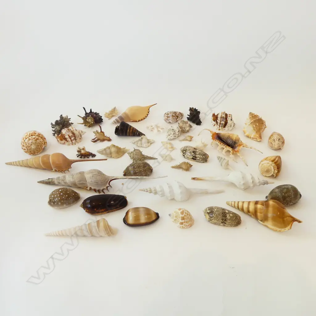 ASST SEASHELLS  Image 1++