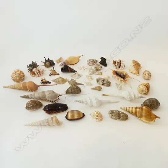 ASST SEASHELLS 