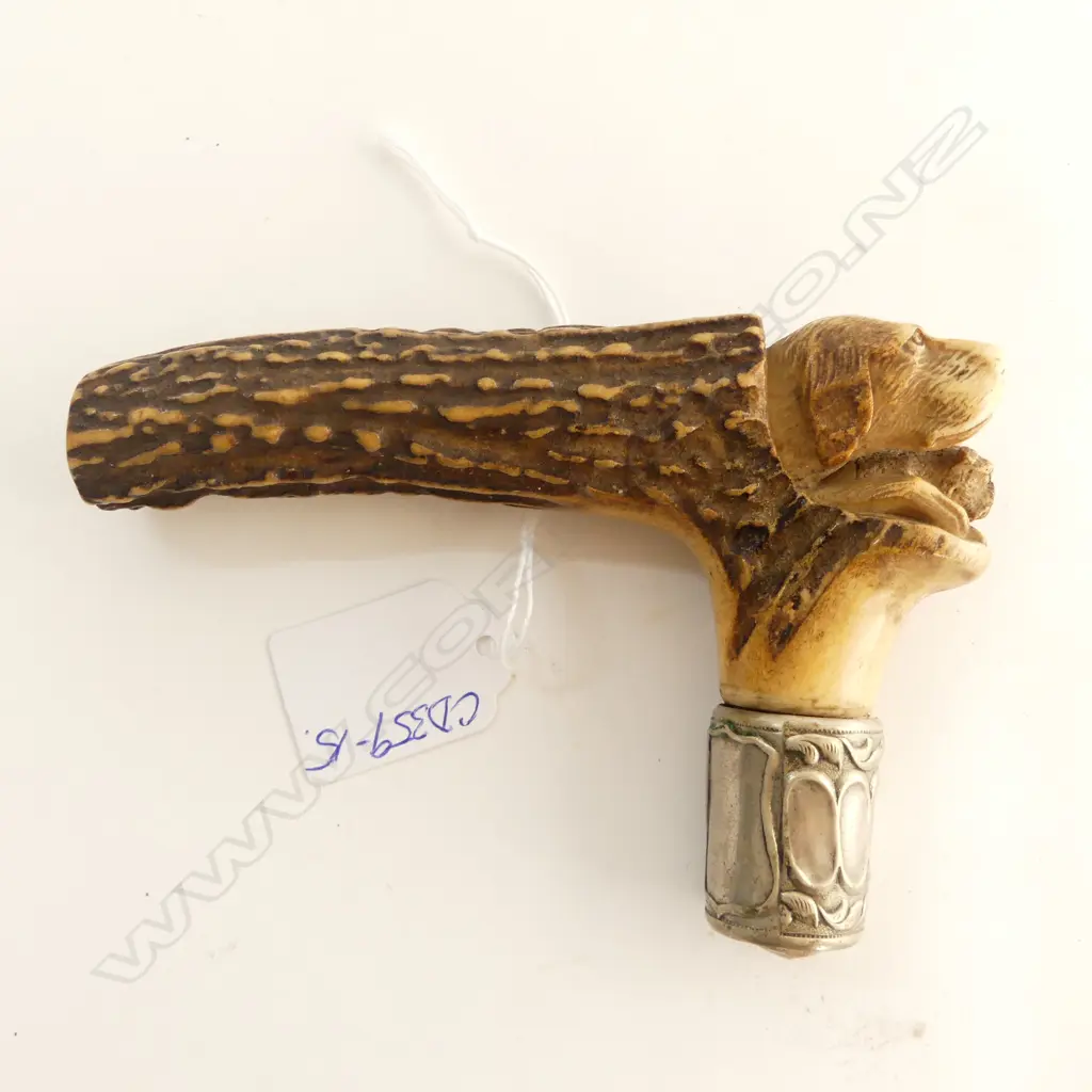 c1900 CARVED ANTLER WALKING STICK HANDLE 2 hunting DOGS + puppy. Silver plate fitting Image 1++
