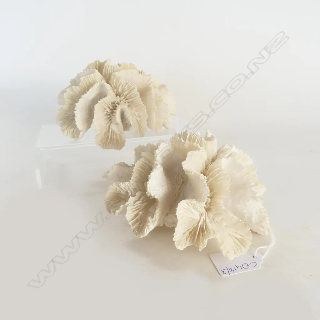 2 PCES WHITE CORAL 150mm dia Image 1++