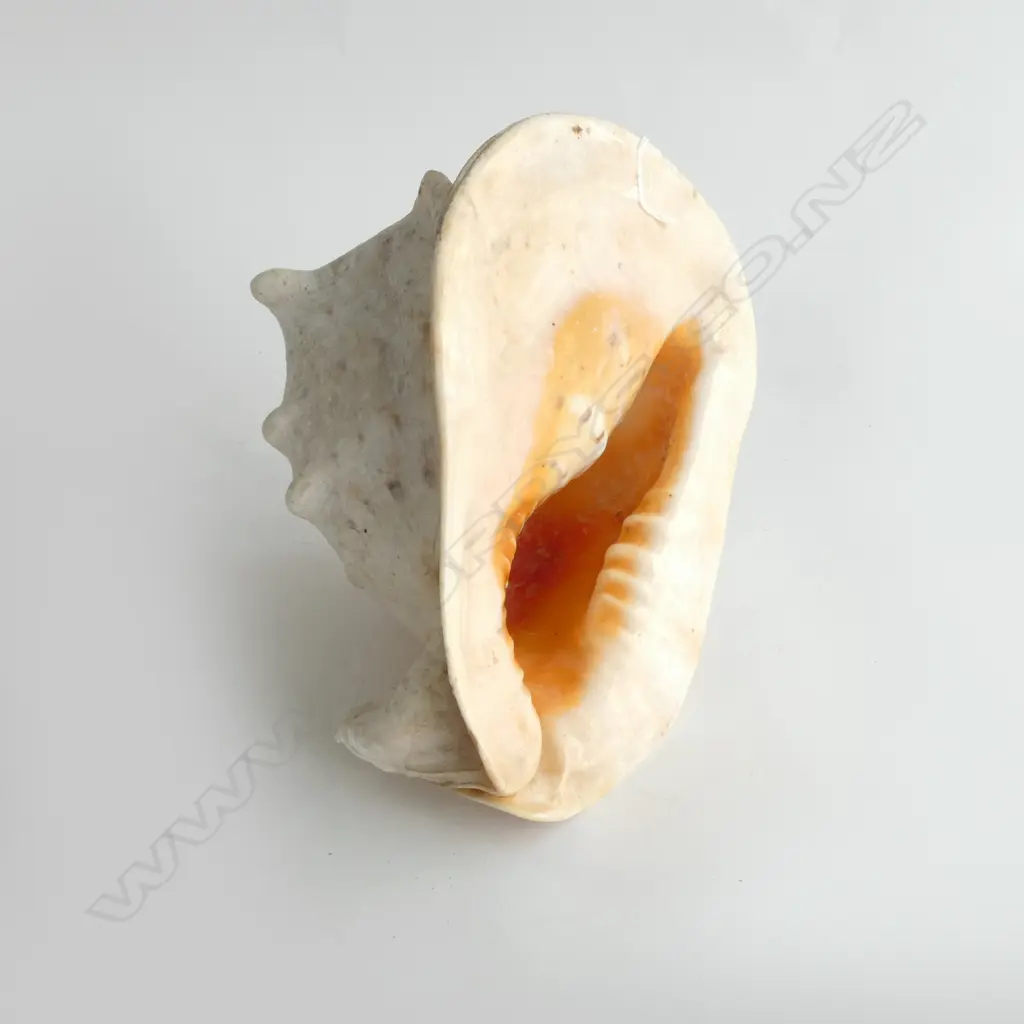 LARGE SHELL, 260MM Image 1++