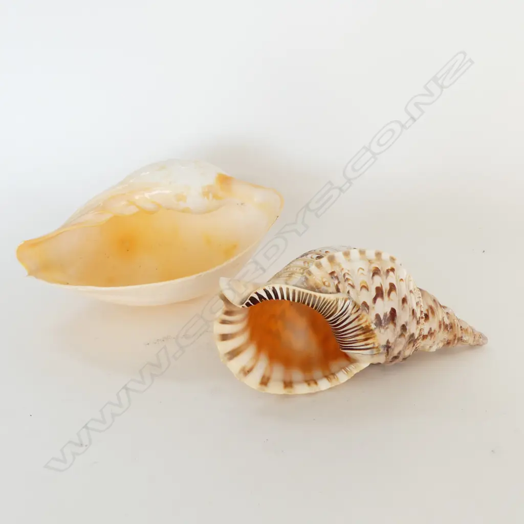 2 LG SHELLS, CONCH ETC L.330mm Image 1++