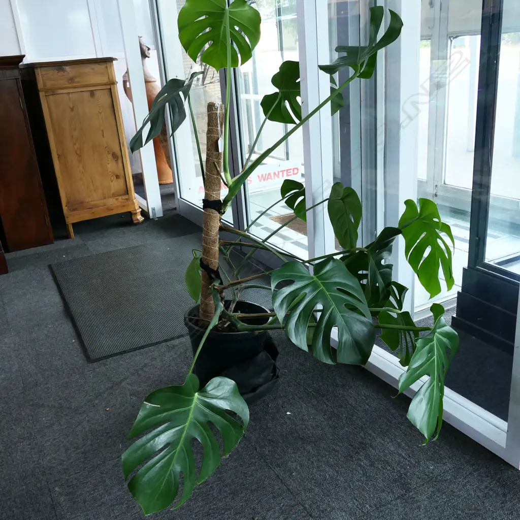 MONSTERA PLANT H.1150mm Image 1++