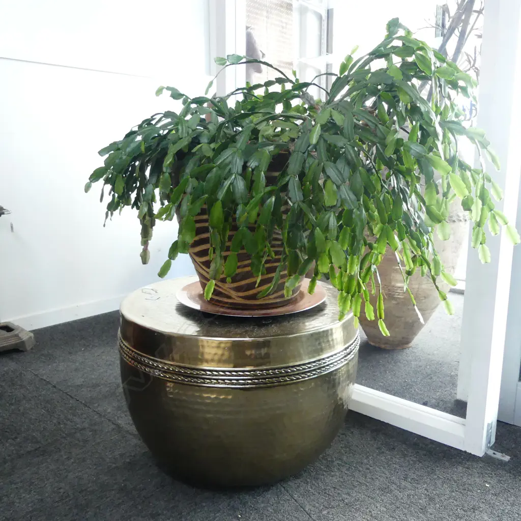 CACTUS PLANT IN POT ON ON GOLD METAL TABLE H.800mm total Image 1++