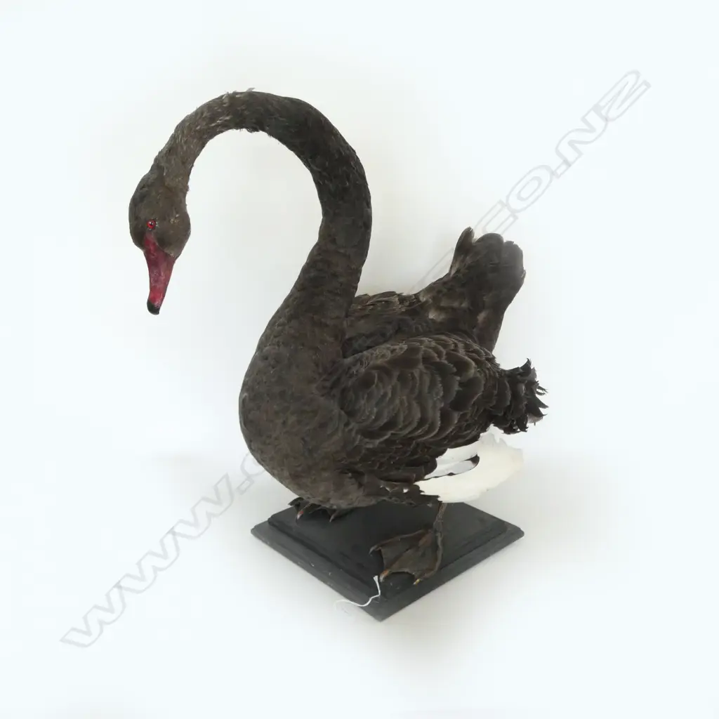 MOUNTED TAXIDERMY BLACK SWAN H.700mm... Image 1++