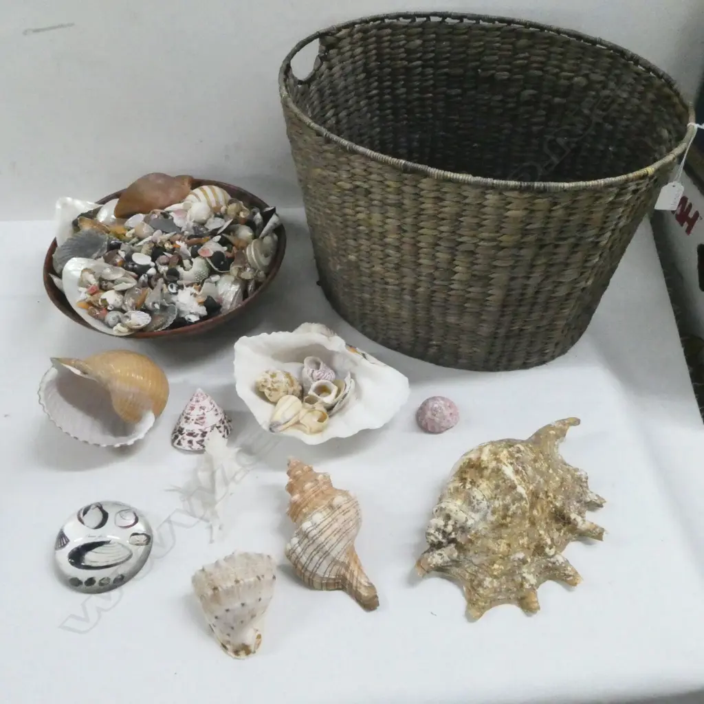 ASST. SHELLS Image 1++