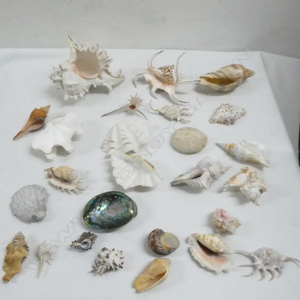 ASST. SHELLS Image 1++