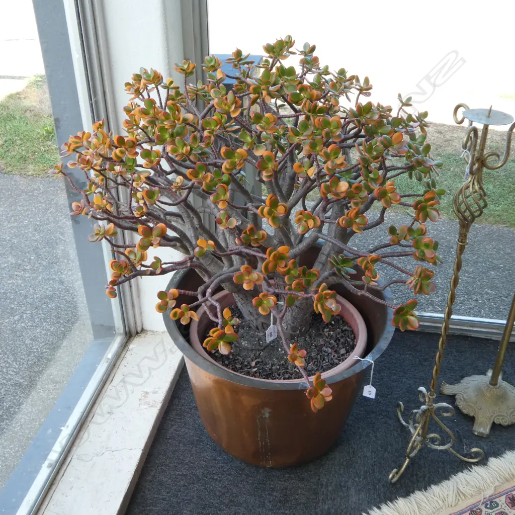 LG MONEY TREE H.900mm, 900mm dia Image 1++