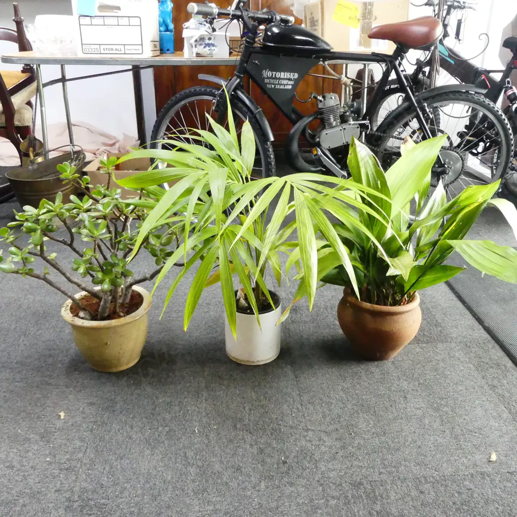 3 PLANTS; JADE MONEY TREE, PALM, ASPIDISTRA H.600mm Image 1++