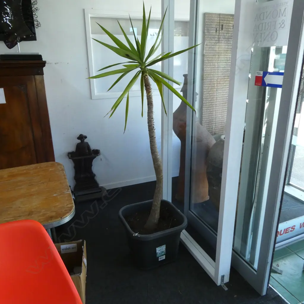 YUCCA PLANT H.1650mm Image 1++